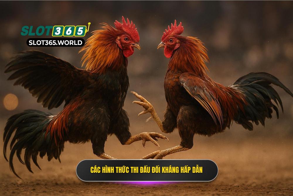 2.những Loại Hình đá Gà đỉnh Cao Không Thể Bỏ Lỡ